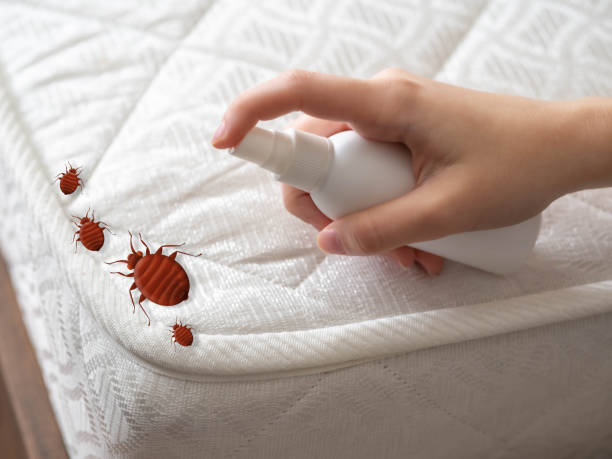 Best Wasp Removal Services  in Kings Bay Base, GA