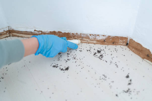 Trusted Kings Bay Base, GA Pest Control Experts
